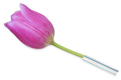 گل لاله بنفش با یک نی در ساقه