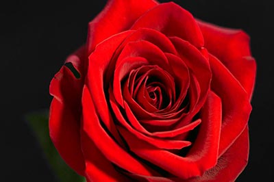 یک گل رز سرخ و زیبا که کاملاً شکفته است