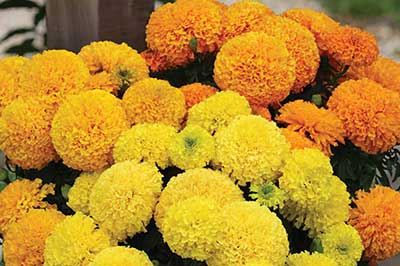 دستهای از گلهای همیشه بهار زرد و نارنجی شاد و زیبا